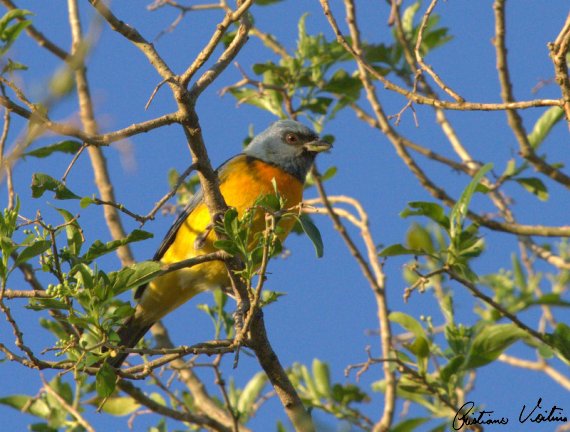 Prevenção Contínua: Mantenha Sua Laranjeira Saudável o Ano Todo - inspiração 1