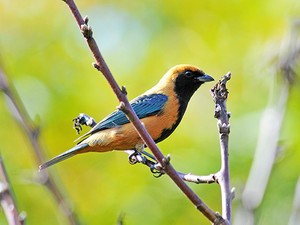 Prevenção Contínua: Mantenha Sua Laranjeira Saudável o Ano Todo - inspiração 2