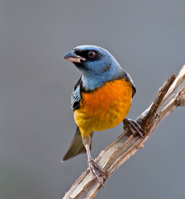 Métodos Naturais e Seguros para Afastar o Sanhaço - inspiração 2