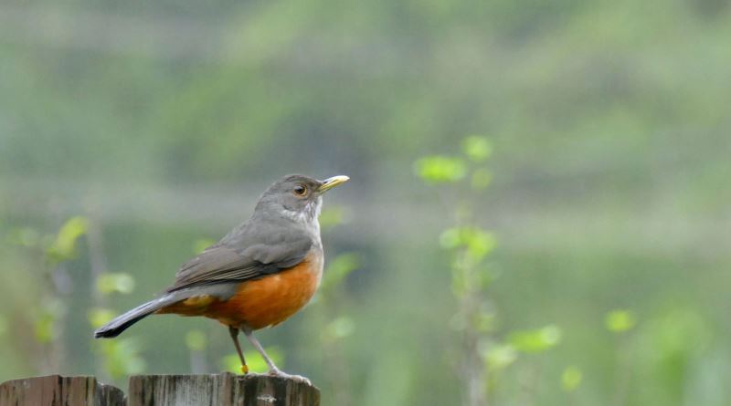 O Papel das Outras Plantas no Ecossistema do Pomar - inspiração 2