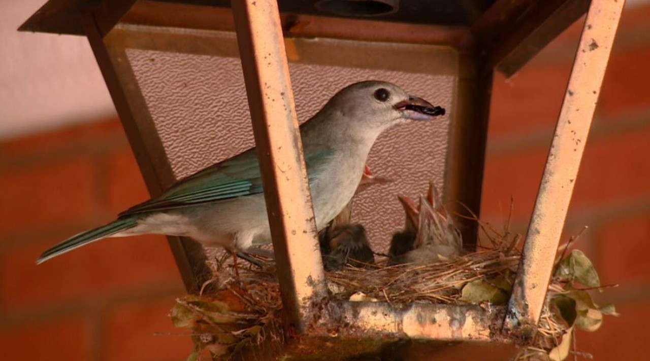Adubação e Cuidados que Fortalecem a Árvore Contra Pragas - inspiração 1