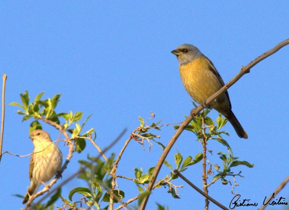 Adubação e Cuidados que Fortalecem a Árvore Contra Pragas - inspiração 2