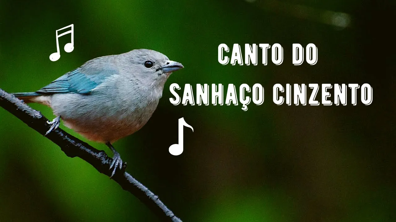 Alternativas para Sanhaços Persistentes: Soluções para Cada Caso - inspiração 1