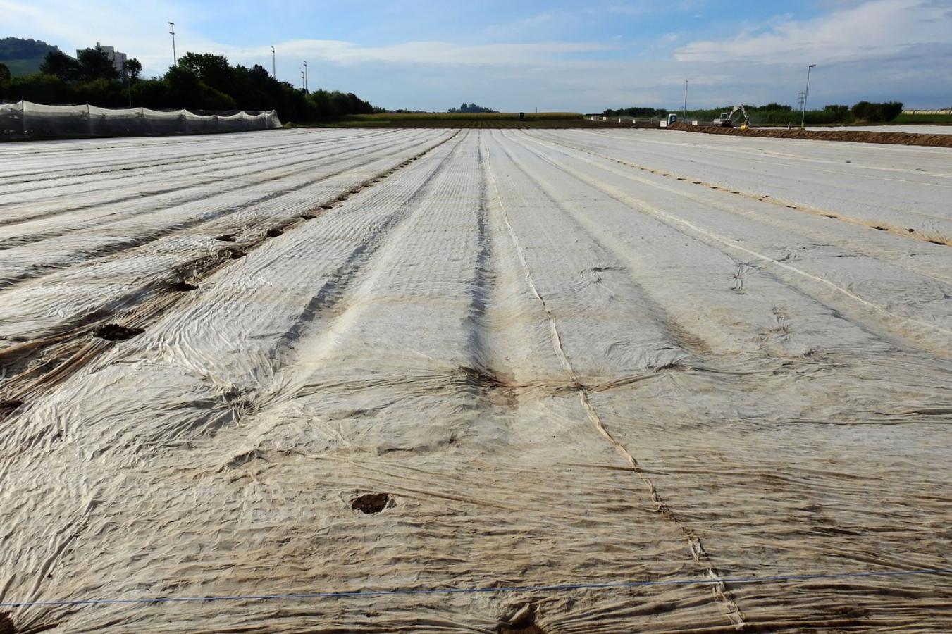 A Escolha do Plástico: Qual o Ideal para o Seu Pomar? - inspiração 1