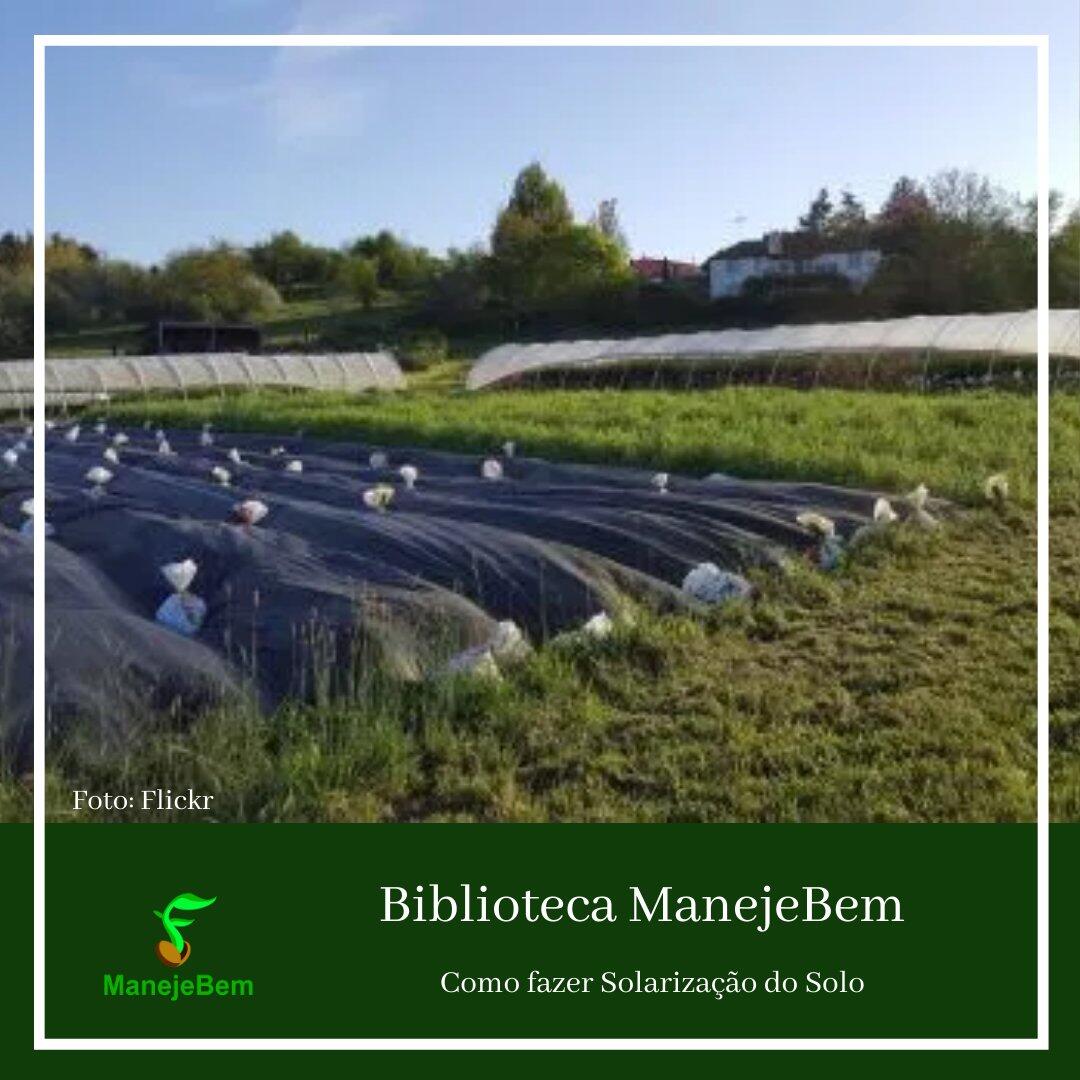 A Escolha do Plástico: Qual o Ideal para o Seu Pomar? - inspiração 2