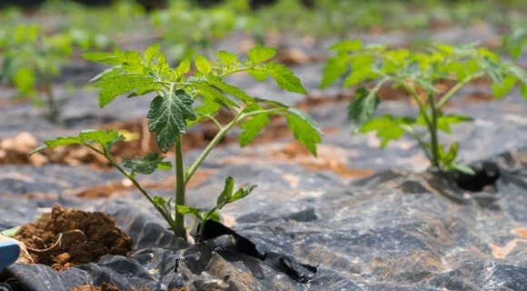 Preparando o Terreno: A Limpeza que Faz Toda a Diferença - inspiração 2