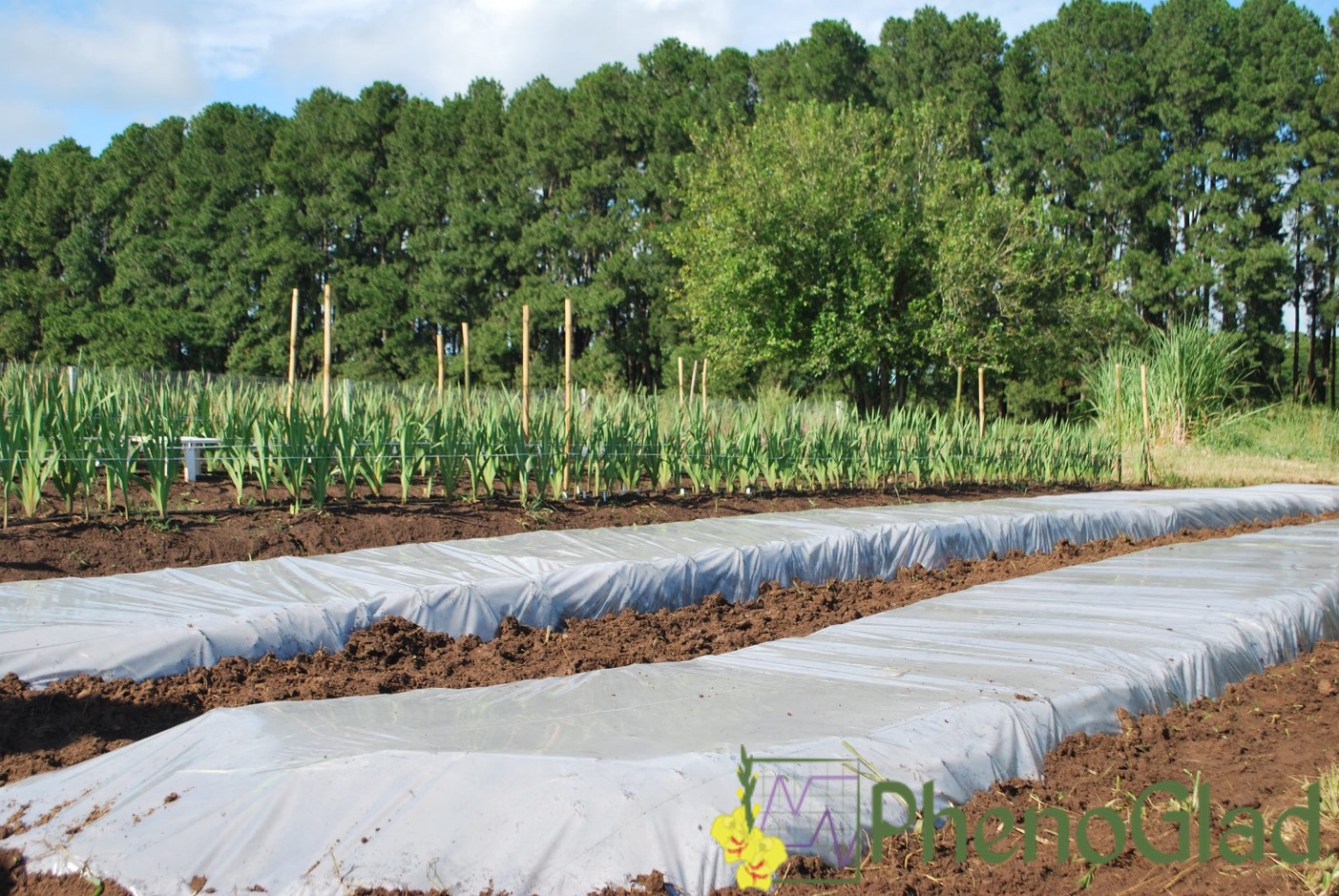 A Retirada do Plástico: O Que Esperar do Seu Novo Solo - inspiração 2