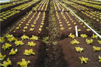 Cuidados Pós-Solarização: Mantendo a Saúde do Seu Solo - inspiração 2
