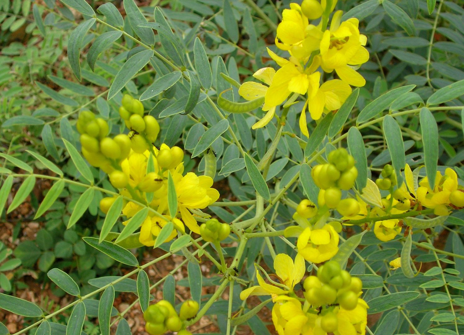A planta Sene conheca a origem e as caracteristicas da folha