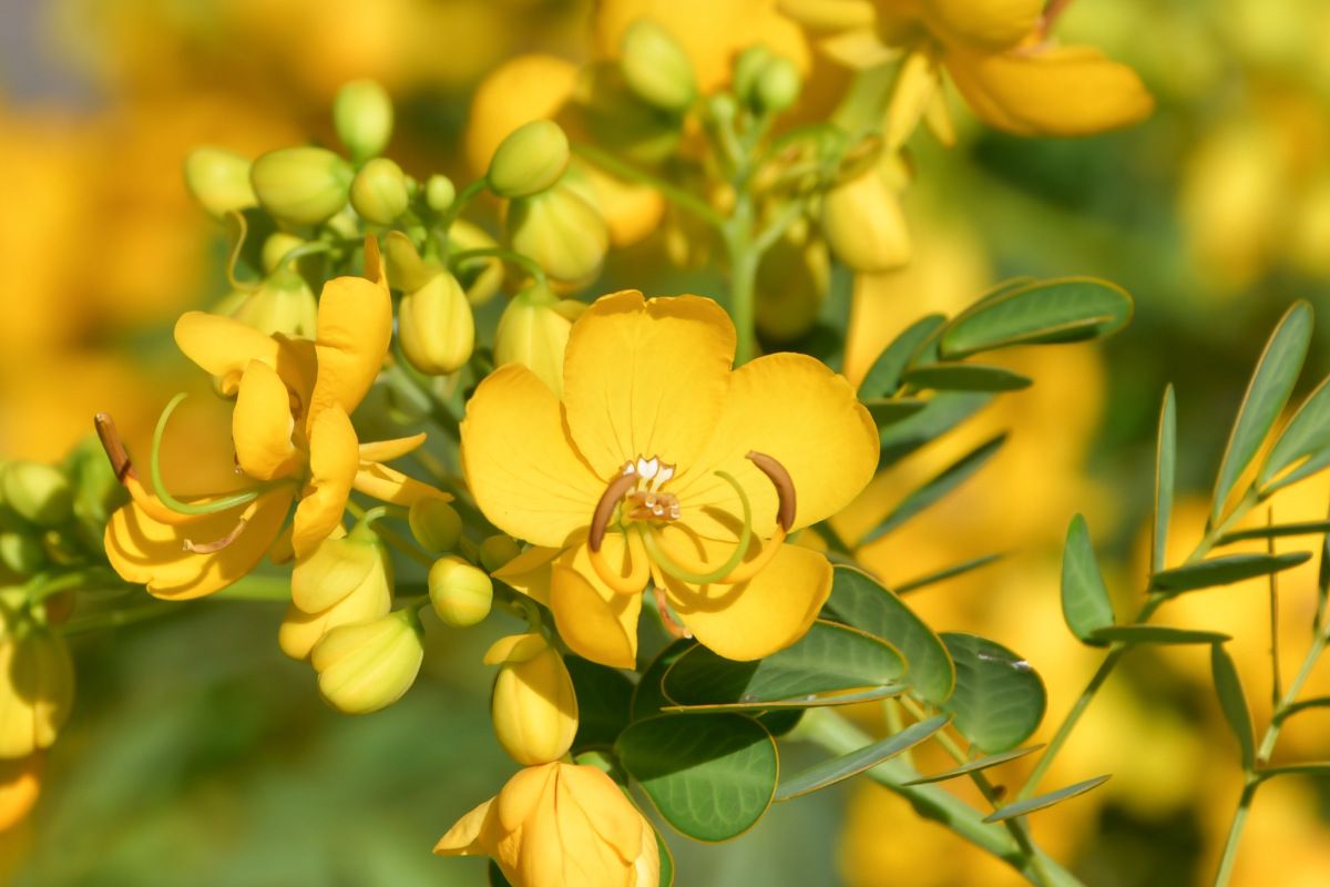 Chá de Sene: Guia Completo de Preparo e Dosagem Correta