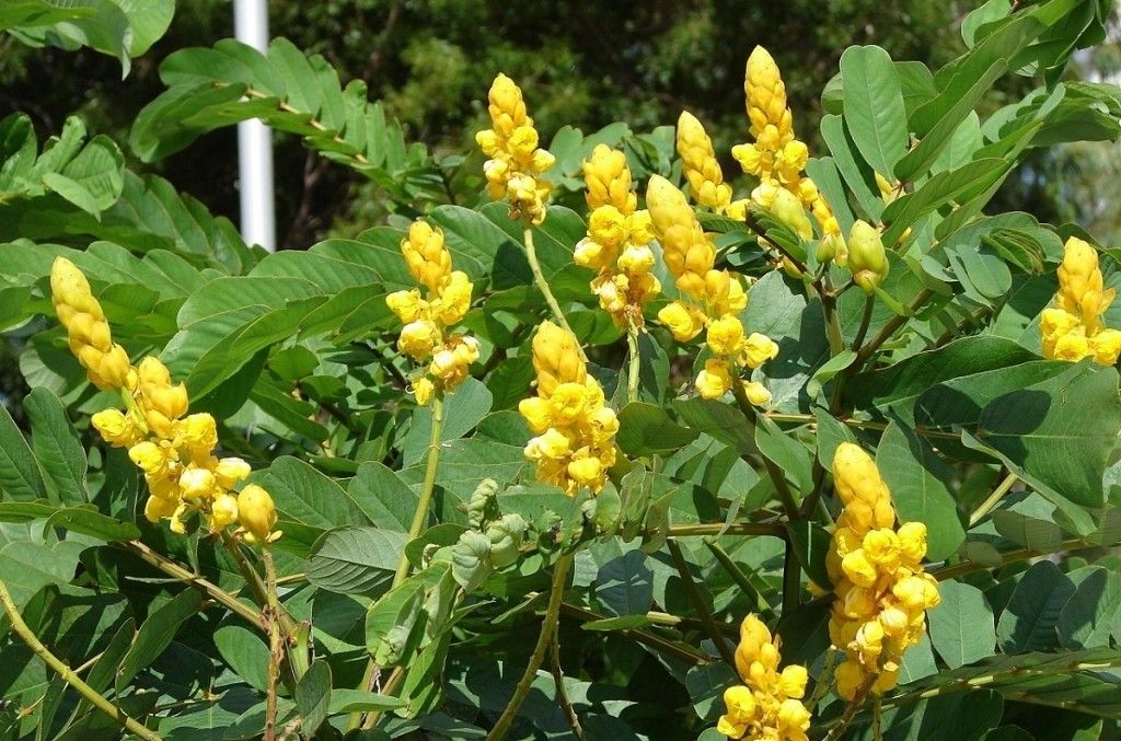Sene vs. Outros Laxantes Naturais: Qual a Melhor Opção?