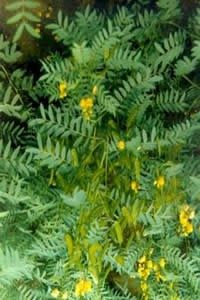 As Propriedades Medicinais da Senna Alexandrina Além do Efeito Laxativo