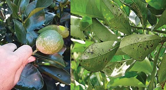 Guia Completo: Como Identificar e Prevenir o Ácaro-da-Ferrugem em Citros