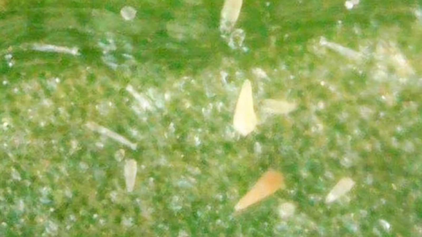 Receitas Caseiras e Naturais para Combater o Ácaro-da-Ferrugem