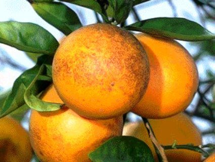 Manejo Sustentável: Poda