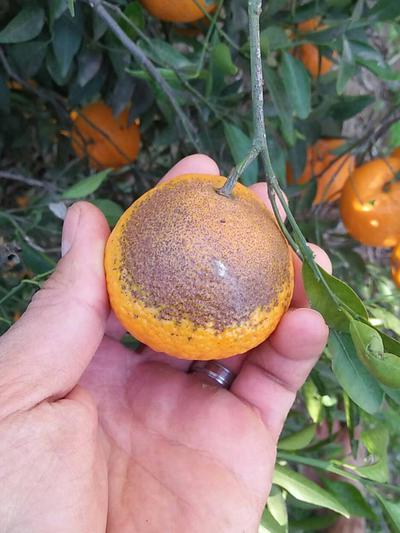 Monitoramento e Continuidade no Combate ao Ácaro-da-Ferrugem