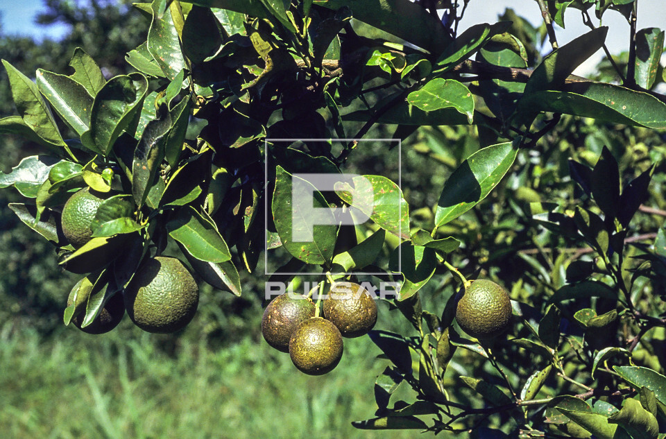 ácaro da ferrugem tratamento