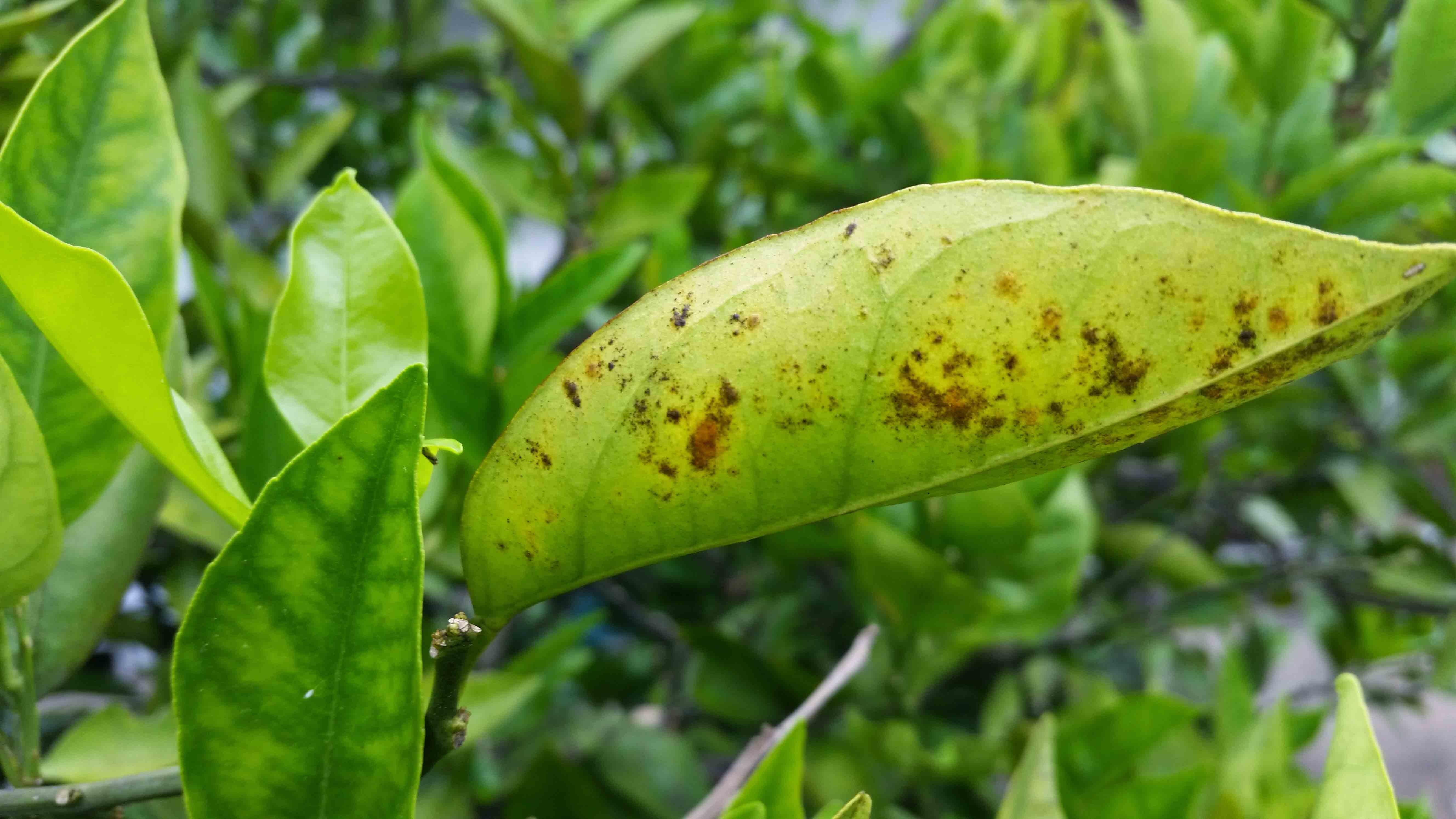 Guia Completo: Como Identificar e Prevenir o Ácaro-da-Ferrugem em Citros