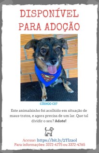 Direitos dos Animais no Brasil: O Que Diz a Lei de Crimes Ambientais?