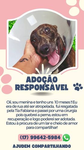 Checklist de Adoção: Documentos e Cuidados Essenciais para o Novo Tutor