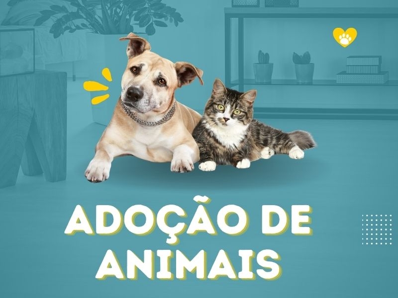 adoção responsável de pets