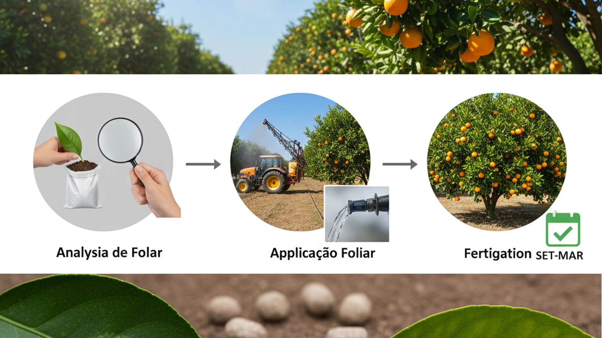 adubação de precisão citros