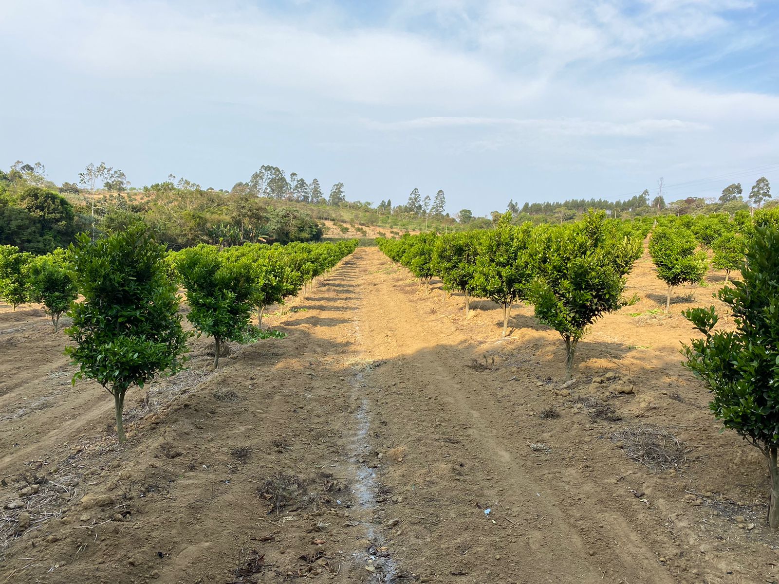 Tecnologias Essenciais para a Agricultura de Precisão em Citros