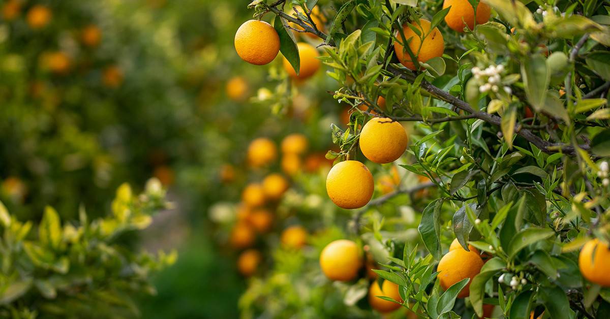 Como Otimizar o Uso de Nitrogênio e Potássio em Pomares de Laranja