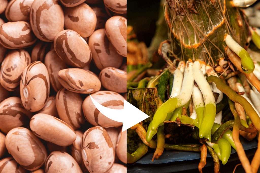 Calendário de Adubação para Laranjeiras: Quando e Como Aplicar