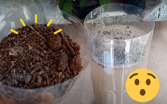 adubo caseiro para laranjeira