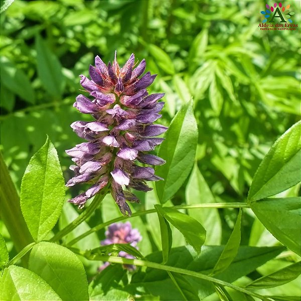 Alcaçuz na Rotina de Skincare: Como Usar para Manchas e Eczema