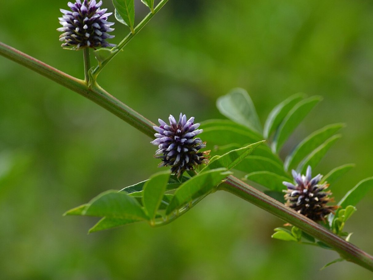 Receitas de Chá de Alcaçuz para Digestão e Imunidade