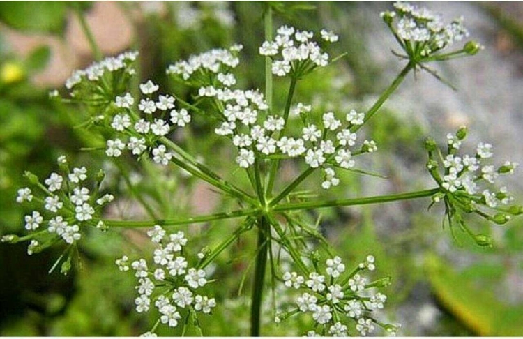 Alcaravia Como Escolher a Melhor Para Sua Saúde