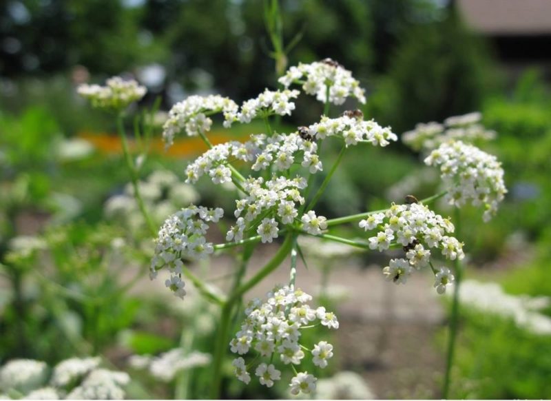 5 ideias de títulos:
1. Alcarávia: O Guia Completo para Usos Medicinais e Culinários
2. Como Identificar e Armazenar Alcarávia de Alta Qualidade
3. Alcarávia para Bebês e Mães: Benefícios e Cuidados na Amamentação
4. Receitas Terapêuticas com Alcarávia para Aliviar Gases e Inchaço
5. Óleo Essencial de Alcarávia: Usos Seguros e Eficazes para a Digestão