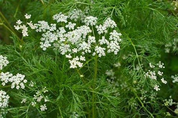 Alcaravia Como Escolher a Melhor Para Sua Saúde