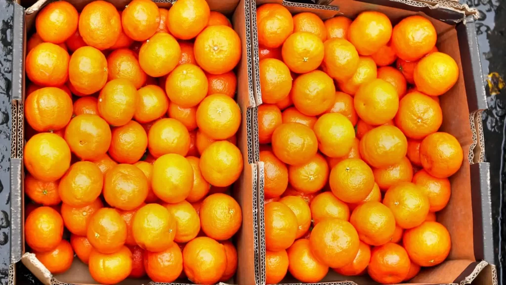 armazenamento de laranja em câmara fria
