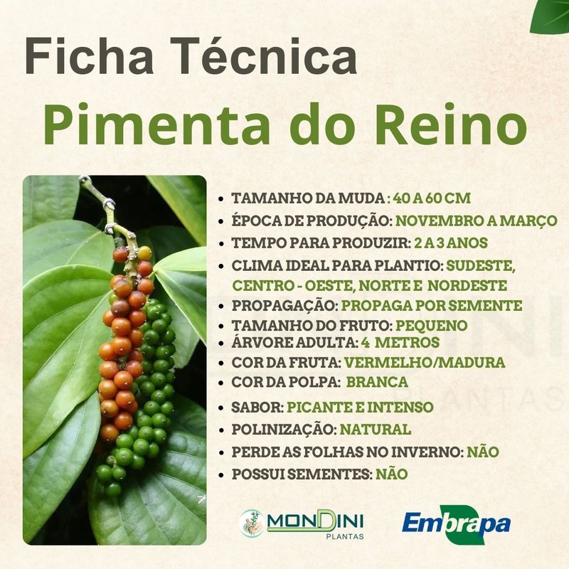 Pimenta Caiena: 10 Benefícios e Como Incluir na Dieta