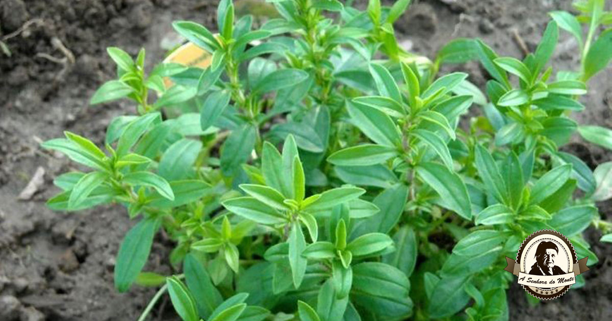 Chá de Segurelha: Guia Completo de Preparo e Benefícios para a Saúde