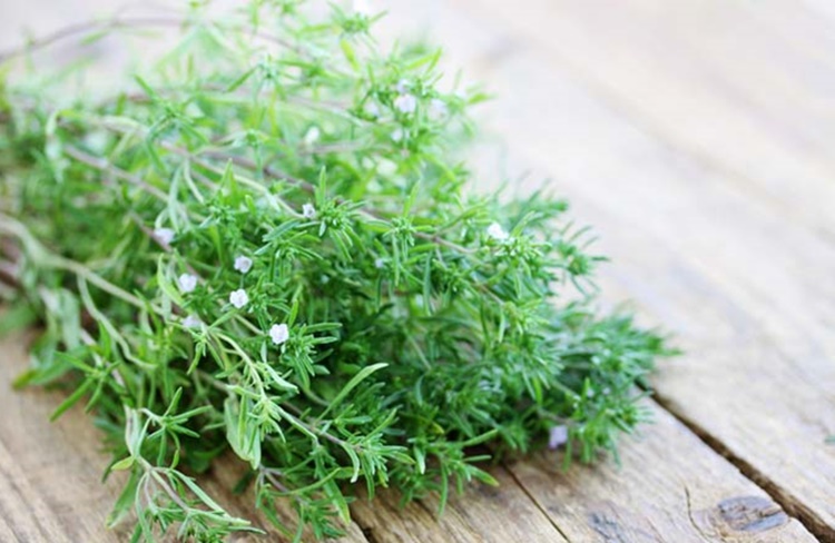 Segurelha de Verão vs. Segurelha de Inverno: Qual Usar e Quando?