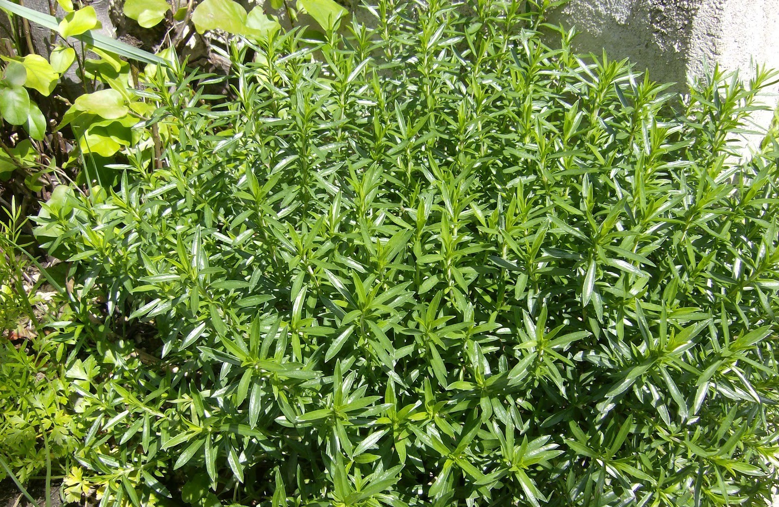 Benefícios da segurelha para a saúde