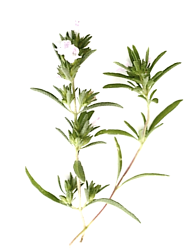 Segurelha de Verão vs. Segurelha de Inverno: Qual Usar e Quando?