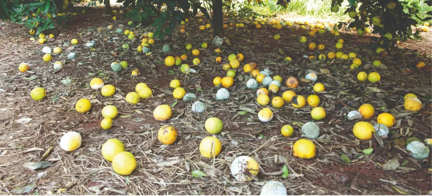 Guia Completo: Identificando os Sinais do Bicho-Furão nos Citros