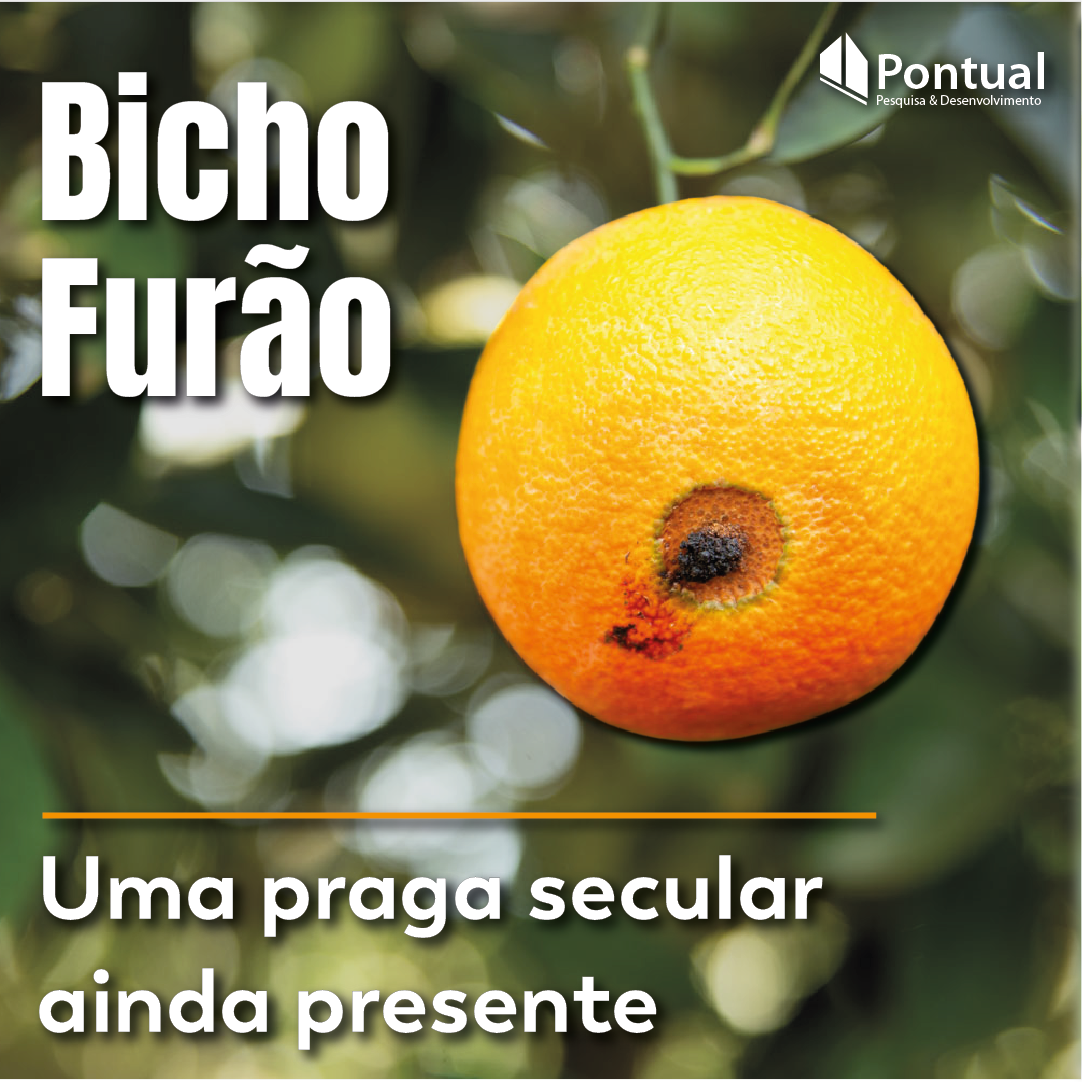 Manejo Integrado de Pragas: Estratégias para Prevenir o Bicho-Furão
