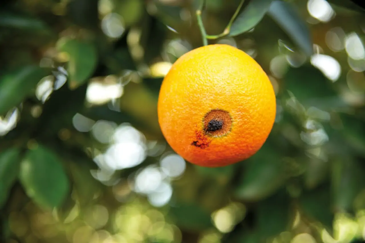 Feromônios no Combate ao Bicho-Furão: Eficácia e Aplicação