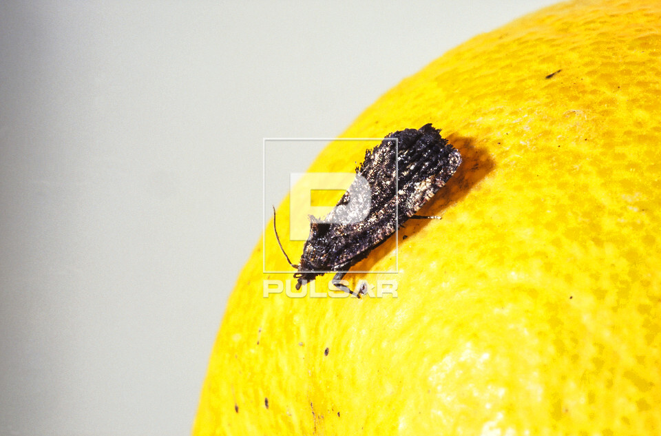 Controle Biológico do Bicho-Furão: O Papel da Vespa Trichogramma