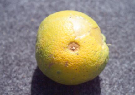 Mustang 350 EC: O Inseticida Ideal para Proteger sua Lavoura de Citros