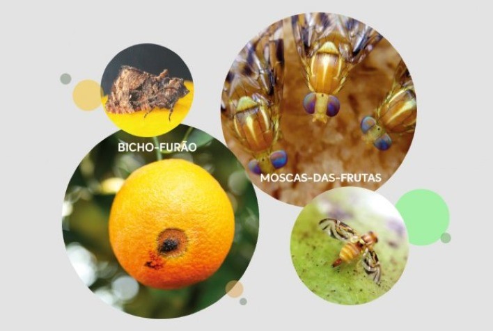 Guia Completo: Identificando os Sinais do Bicho-Furão nos Citros