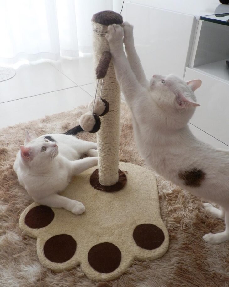 melhores brinquedos interativos para gatos