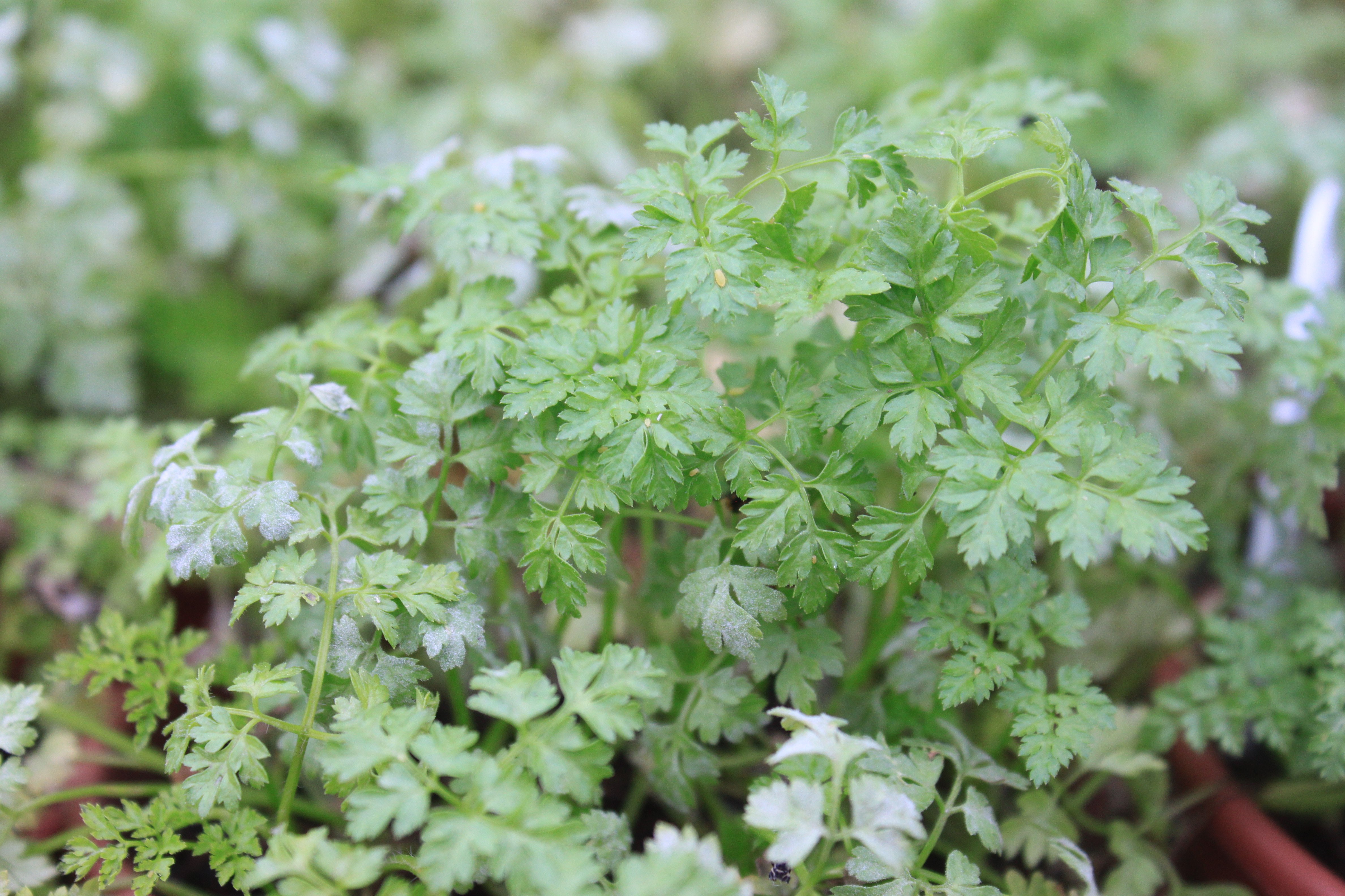 Cerefólio: Guia Completo de Cultivo e Uso na Cozinha