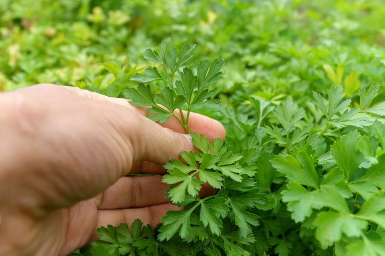 Coentro vs. Salsinha: Entenda as Diferenças e Quando Usar Cada Um